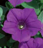 Сурфиния Патио Аетист